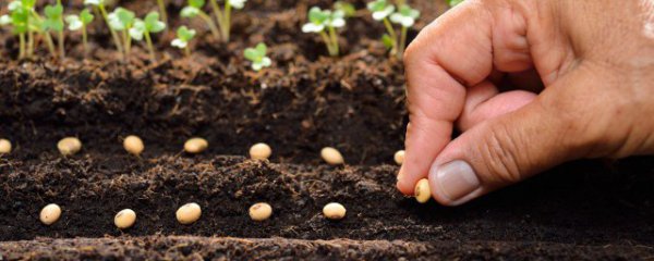 尿素施肥方法和注意事项