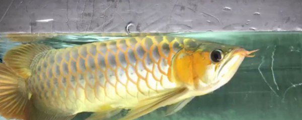 龙鱼如何养宽身