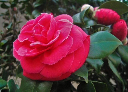 茶花叶片有白点是什么原因