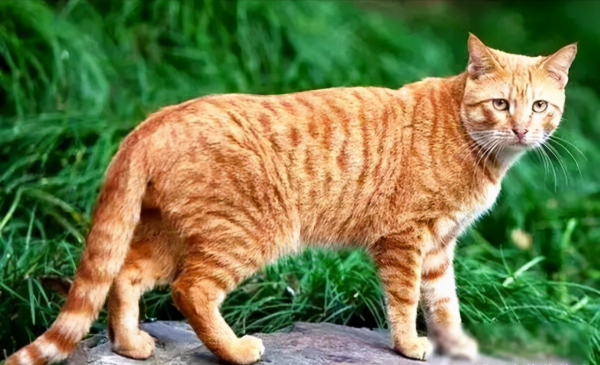 中华田园猫的品种名字介绍及图片