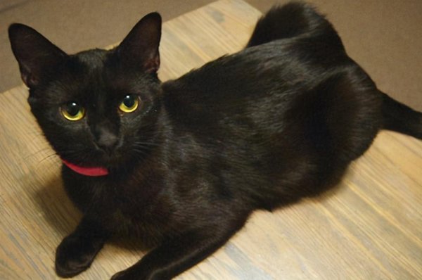 中华田园猫的品种名字介绍及图片