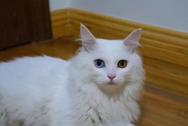 中华田园猫的品种名字介绍及图片