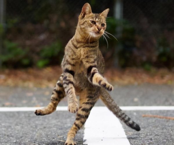 中华田园猫的品种名字介绍及图片