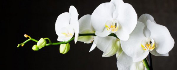 兰花摆在哪里招财