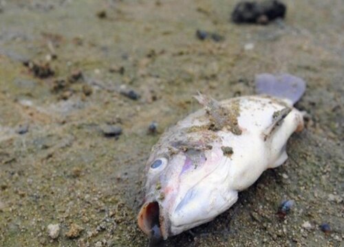 死鱼可以做肥料吗