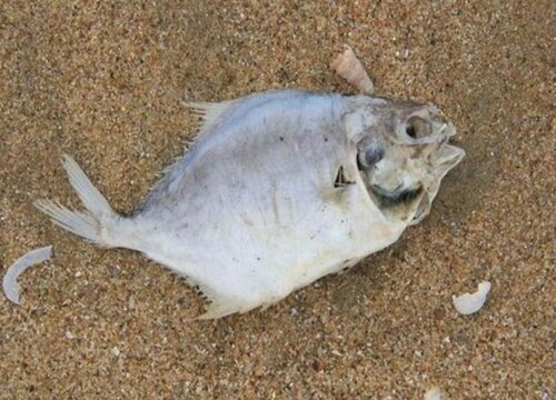 死鱼可以做肥料吗