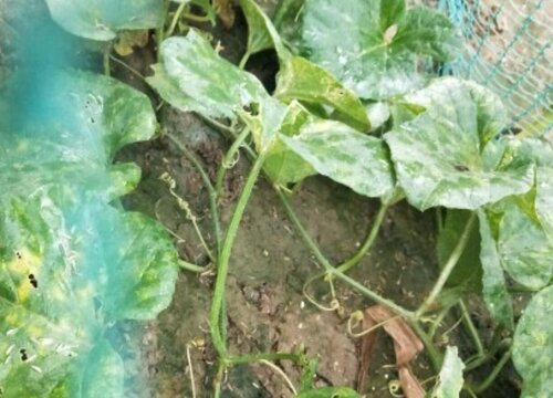 香瓜种植时间和方法