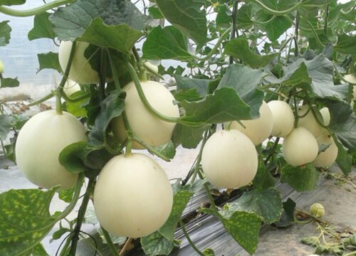 香瓜种植时间和方法