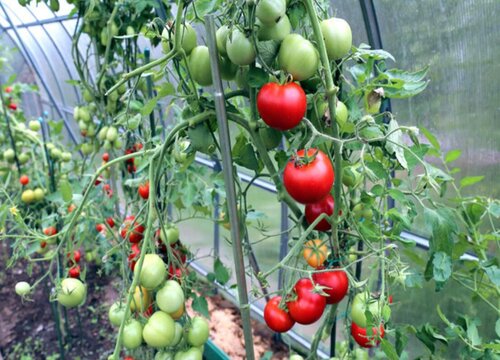 西红柿需要剪枝吗