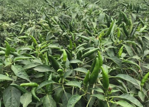 适合七月份种植的蔬菜