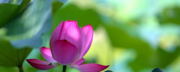 刚摘的莲蓬怎么保鲜