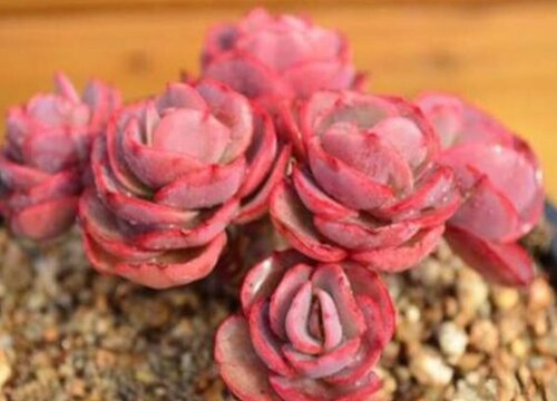 什么情况下不要给多肉抹头