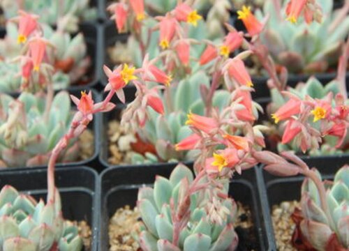 什么情况下不要给多肉抹头