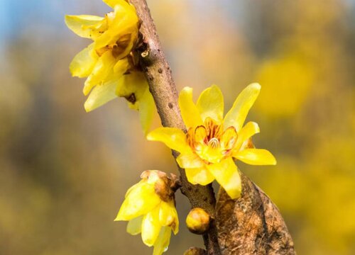 适合冬天养殖的植物