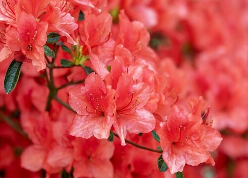 适合冬天养殖的植物