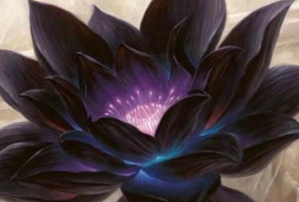 黑色莲花代表什么象征意义