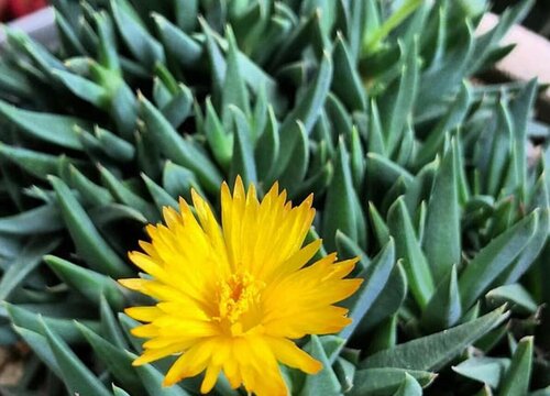 照波什么时候开花