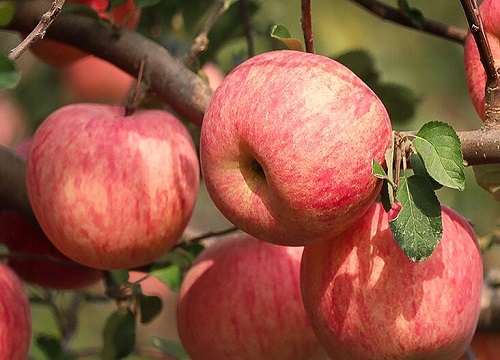 苹果缺钙症状什么时候补钙最快