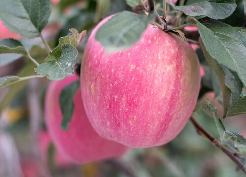 苹果缺钙症状什么时候补钙最快
