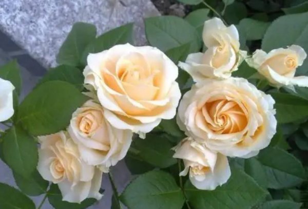 十大最美月季花经典品种