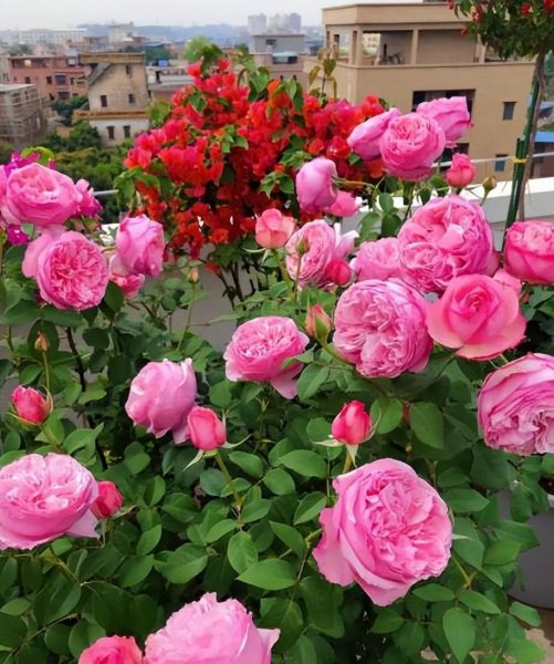 十大最美月季花经典品种