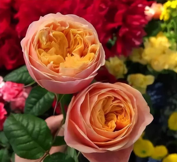 十大最美月季花经典品种