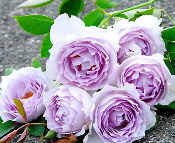 十大最美月季花经典品种