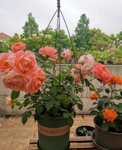 十大最美月季花经典品种