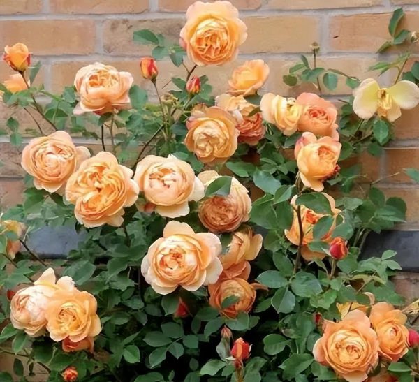 十大最美月季花经典品种