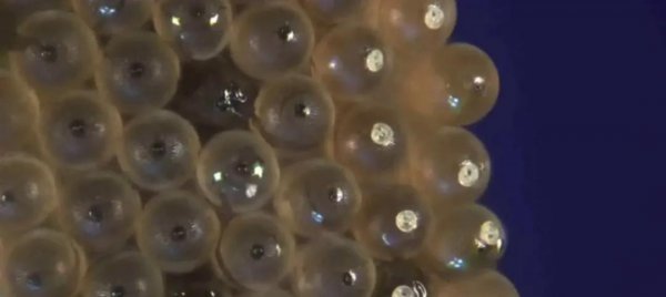 蚊子是什么变成的动物