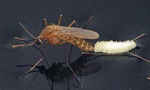 蚊子是什么变成的动物