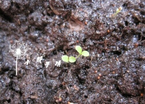 桔梗花什么时候播种好