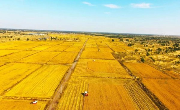 什么米好吃又香又软又便宜