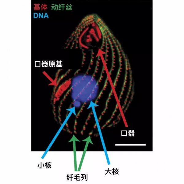 草履虫是什么生物