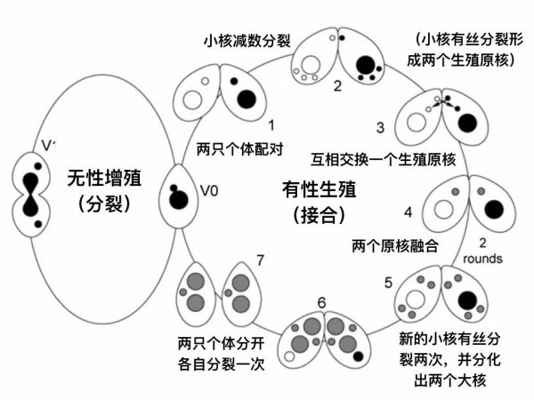 草履虫是什么生物