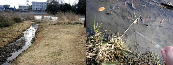 草履虫是什么生物