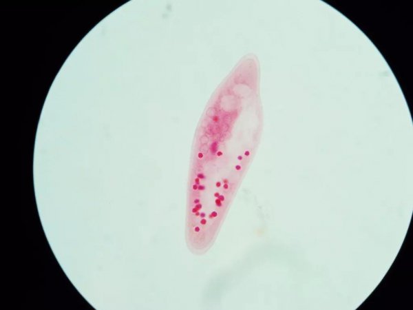 草履虫是什么生物