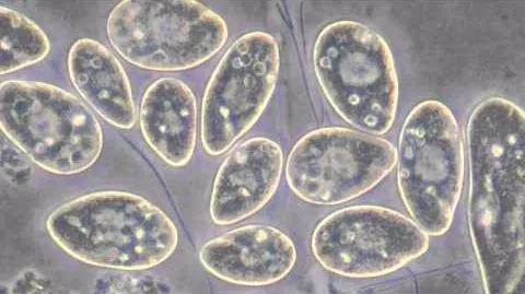 草履虫是什么生物