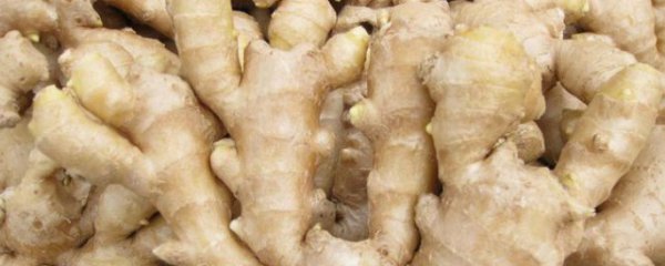 姜发芽了以后还可以吃吗