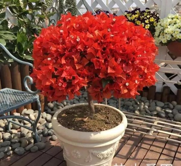 三角梅扦插后如何管理生根快