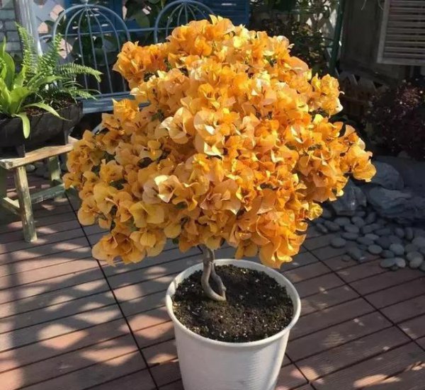 三角梅扦插后如何管理生根快