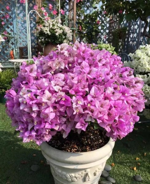 三角梅扦插后如何管理生根快