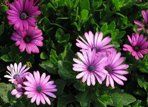 蓝目菊一年开几次花