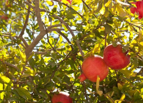 石榴树哪个品种好