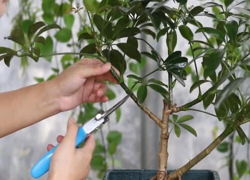 鹅掌柴怎么剪枝