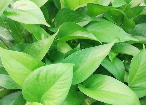 绿萝多少钱一盆