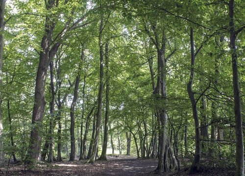 厂门口种什么树风水好