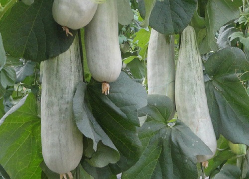 羊角蜜种植时间和方法