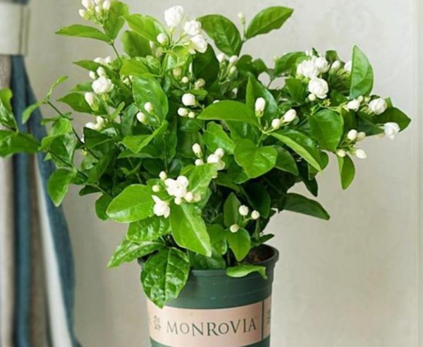 什么植物适合室内养而且好活