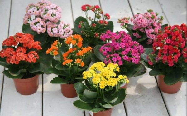 什么植物适合室内养而且好活